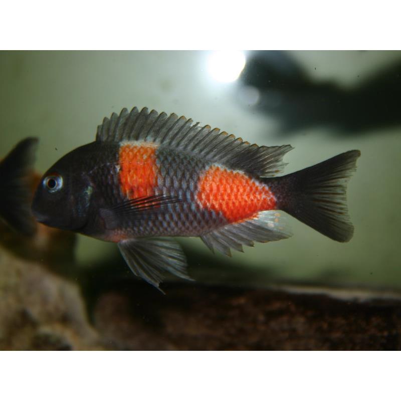 Tropheus moorii bulu - point - imagine 4